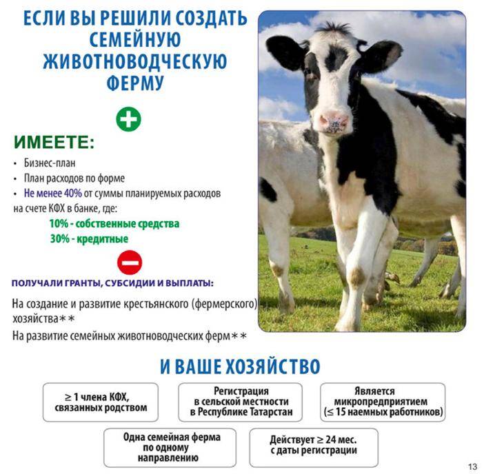 Бизнес-план по откорму и разведению бычков на мясо