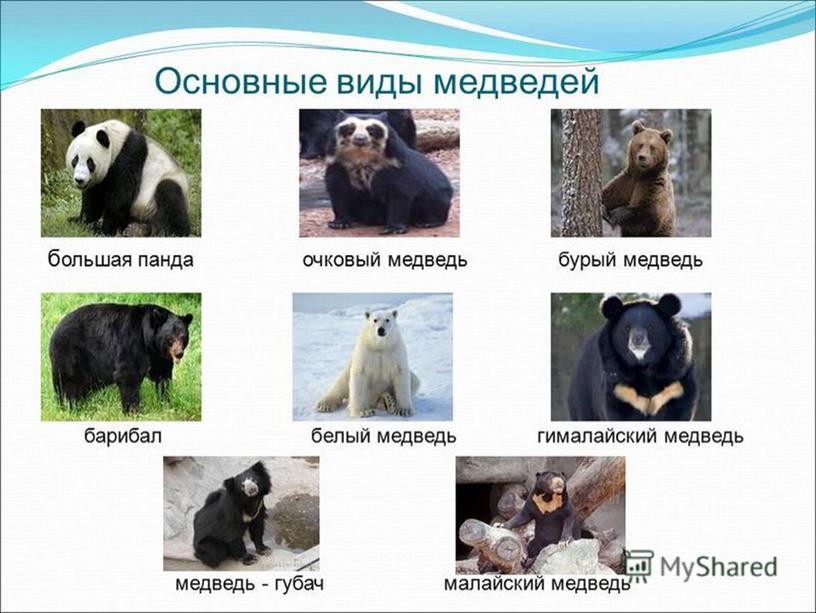 В Российской Федерации, по оценкам Минприроды, насчитывается около 280 тыс медведей Среди них бурые, белые и гималайские