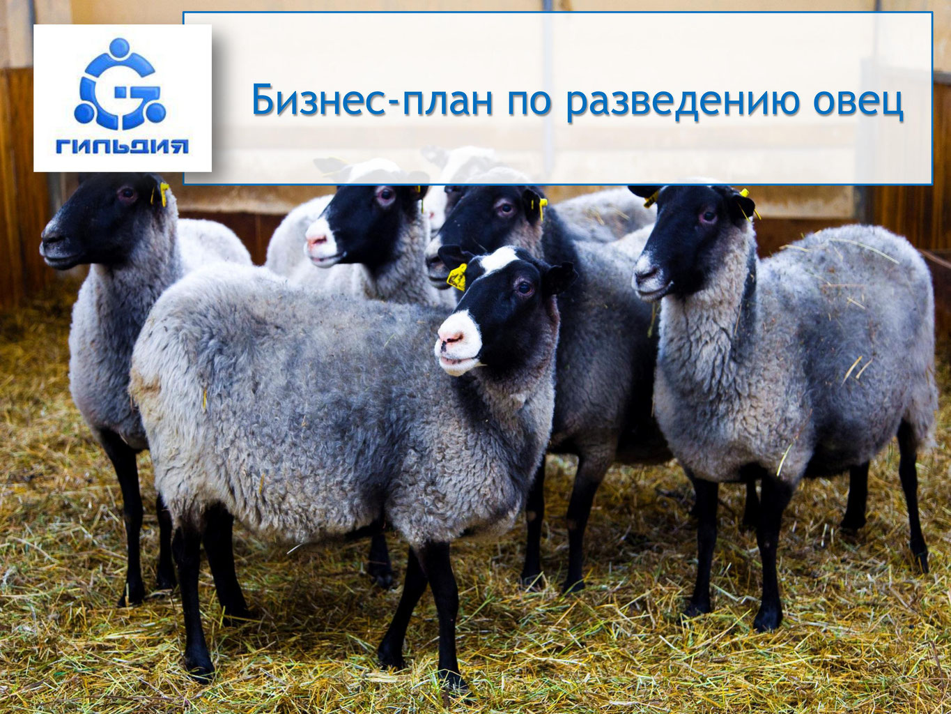 Разведение овец как бизнес — 2021 портал делового мира koordynator.info