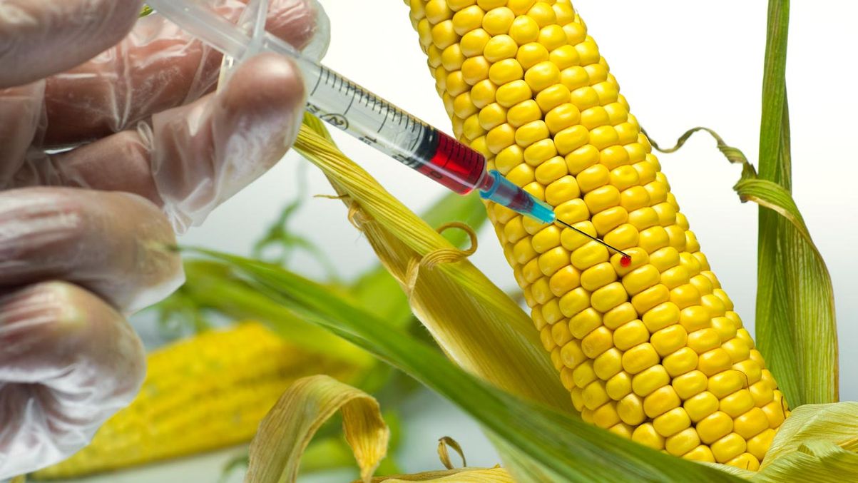 Соя, кукуруза, рапс: почему они всегда содержат гмо - русская семерка