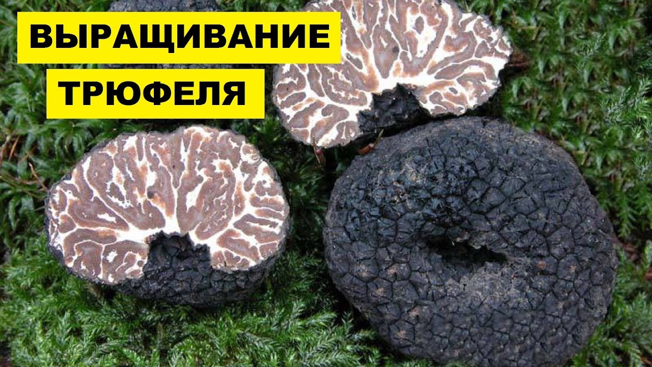 Грибоводство в россии - выращивание трюфелей в домашних условиях