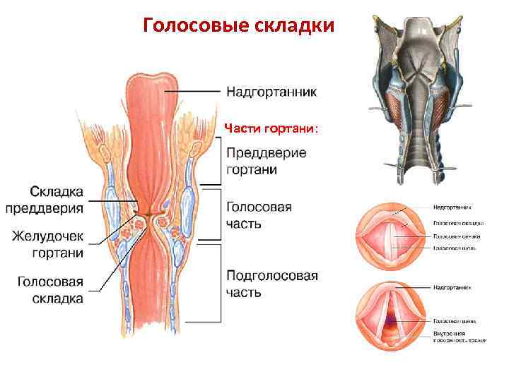 Анатомия бота: как работают и из чего состоят современные голосовые технологии | rusbase