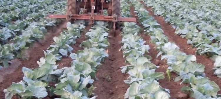 Выращивание пекинской капусты: формирование кочана и ошибки