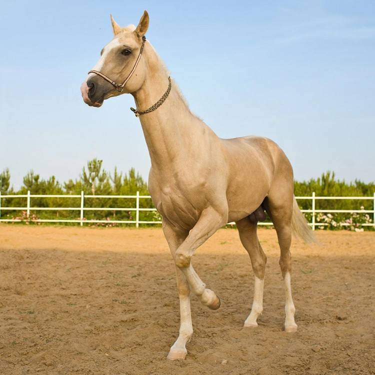 Самая дорогая в мире лошадь: к какой породе она принадлежит?